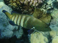 DSC00075.webp