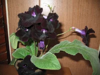 IMG_5539.webp