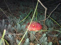 WP_000704.webp