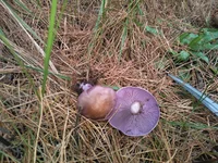 WP_000714.webp