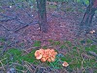 WP_000707.webp
