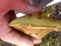 IMG0306A.webp