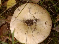 IMG0279A.webp