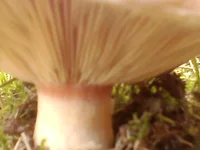 IMG0285A.webp