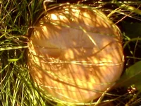 IMG0288A.webp
