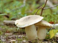 Tricholoma_pardalotum_2.jpg