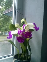 CAM00263.webp
