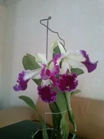 CAM00280.webp