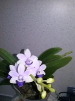 CAM00432.jpg