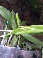 CAM00419.jpg