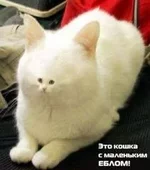 images.webp