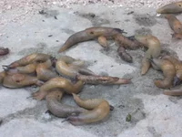  наших врагов 002_640x480.webp