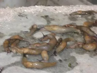  наших врагов 003_640x480.webp