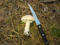 WP_000730.jpg