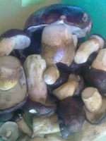 111020131199.webp