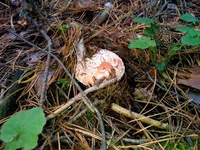 WP_000725.webp