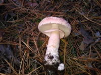 WP_000727.webp