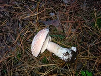 WP_000728.webp