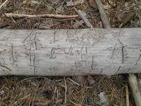 f0461.webp