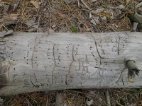 f0462.webp