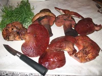 IMG_5458c.webp
