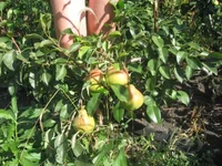 2 на коленях_640x480.webp