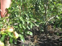  на коленях_640x480.webp