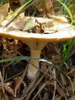 DSCN0599_1.webp