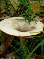 DSCN0600_1.webp