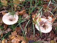 DSCN0601_1.webp
