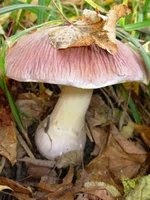 DSCN0603_1.webp