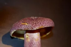 DSC_0902.webp DSC_0902.webp