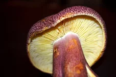 DSC_0903.webp DSC_0903.webp