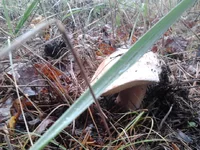 2013-10-16 14.06.59.webp