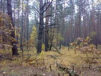 17102013666.webp