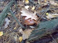 17102013658.webp