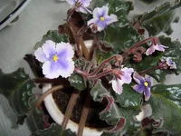 DSC04152.webp