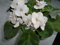 DSC04156.webp
