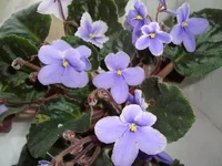 DSC04150.webp