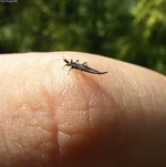Thrips-and-Kenya.jpg
