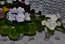  и Балерина.webp