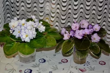  и батерфляй.webp
