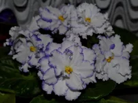  Фрост.webp