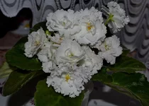 - Балерина.webp