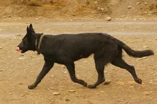 vputi.webp