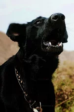 BzRQ8OUIu5o.webp