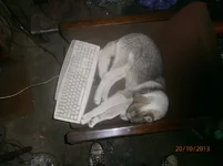 g5OyZMBKsT0.jpg