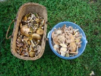DSC01270.webp
