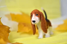 dog-12-5.webp