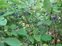  жимолость 004_640x480.webp